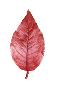 Prunus cerasifera 'Nigra' (Śliwa wiśniowa 'Nigra')