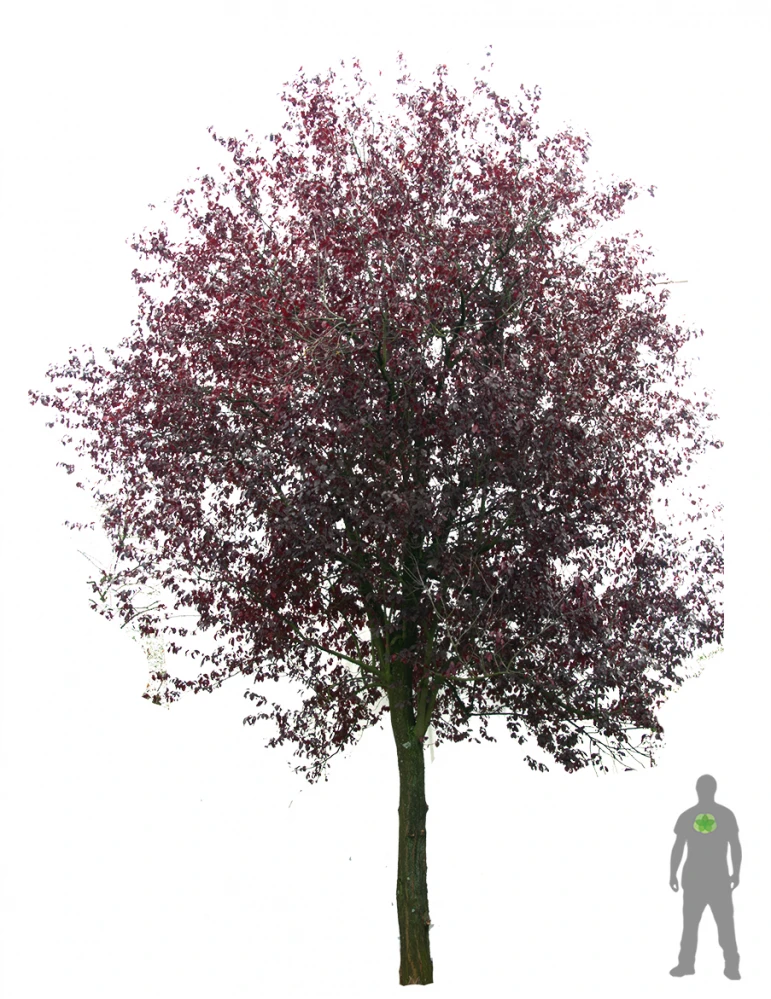 Prunus cerasifera 'Nigra' (Śliwa wiśniowa 'Nigra')