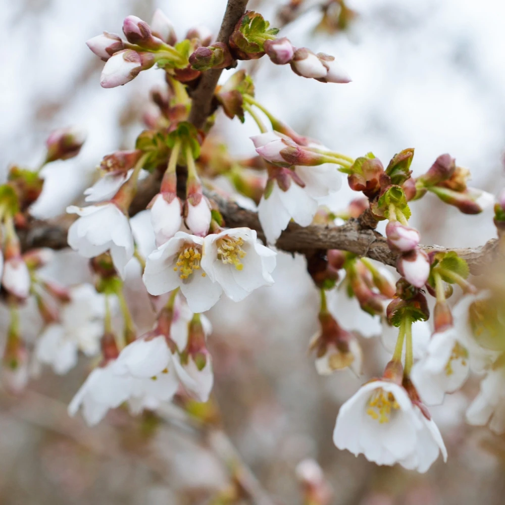 Prunus incisa 'Kojou-no-mai' (Wiśnia wczesna 'Kojou-no-mai')