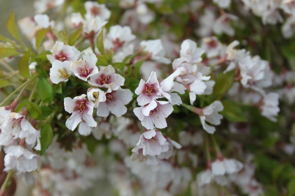 Prunus incisa 'Kojou-no-mai' (Wiśnia wczesna 'Kojou-no-mai')