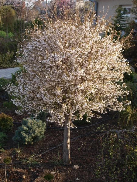 Prunus incisa 'Kojou-no-mai' (Wiśnia wczesna 'Kojou-no-mai')