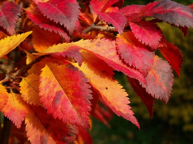 Prunus incisa 'Kojou-no-mai' (Wiśnia wczesna 'Kojou-no-mai')