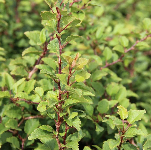 Prunus incisa 'Kojou-no-mai' (Wiśnia wczesna 'Kojou-no-mai')