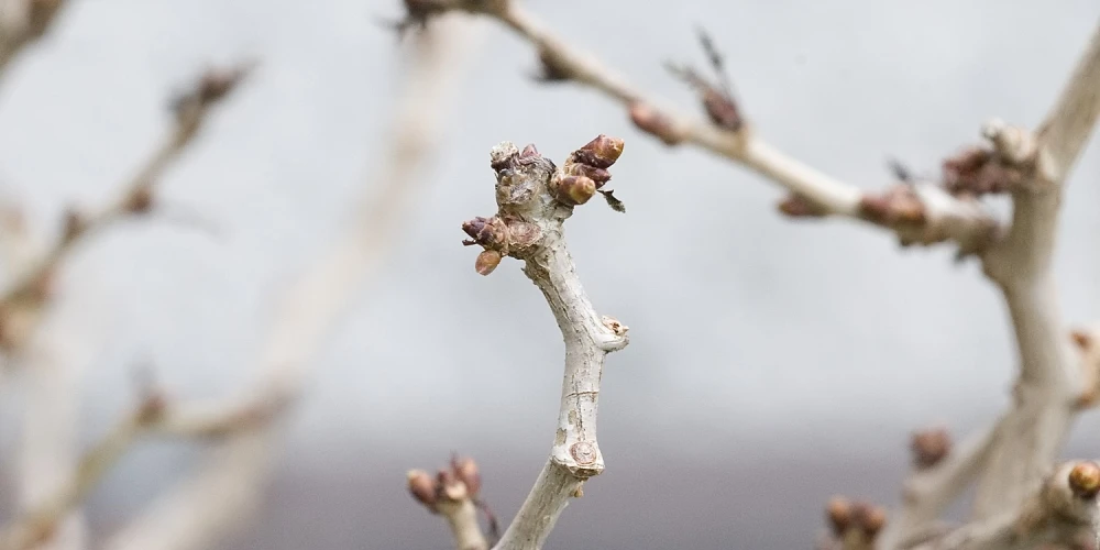 Prunus incisa 'Kojou-no-mai' (Wiśnia wczesna 'Kojou-no-mai')