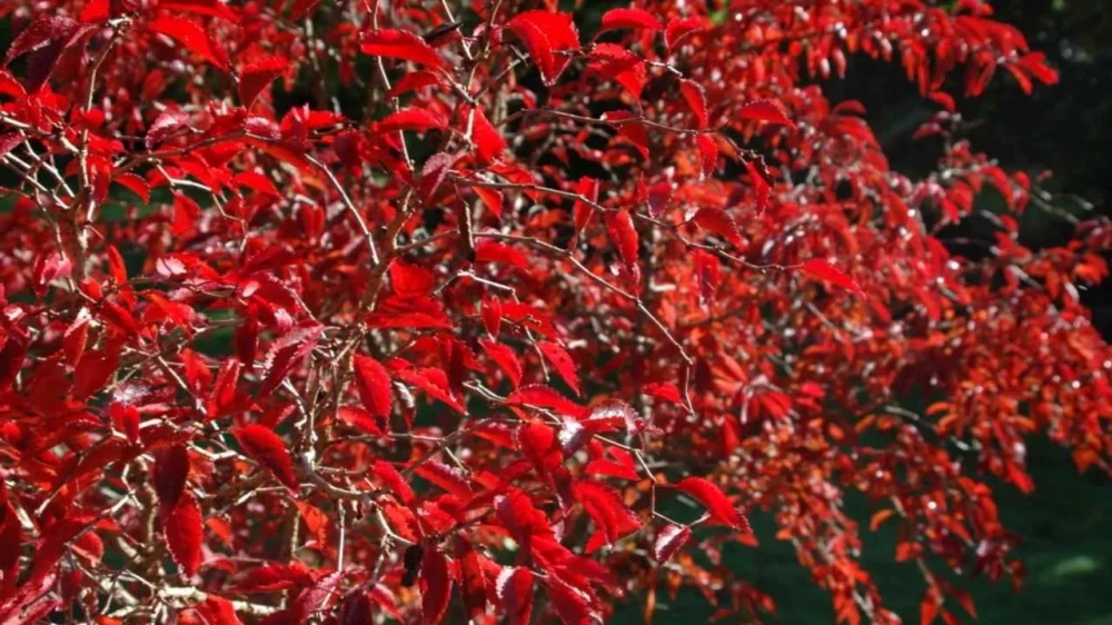 Prunus incisa 'Kojou-no-mai' (Wiśnia wczesna 'Kojou-no-mai')