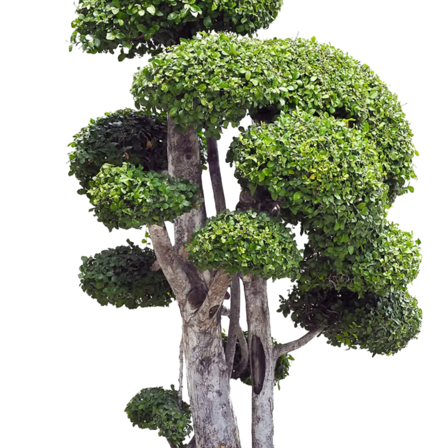 Bonsai