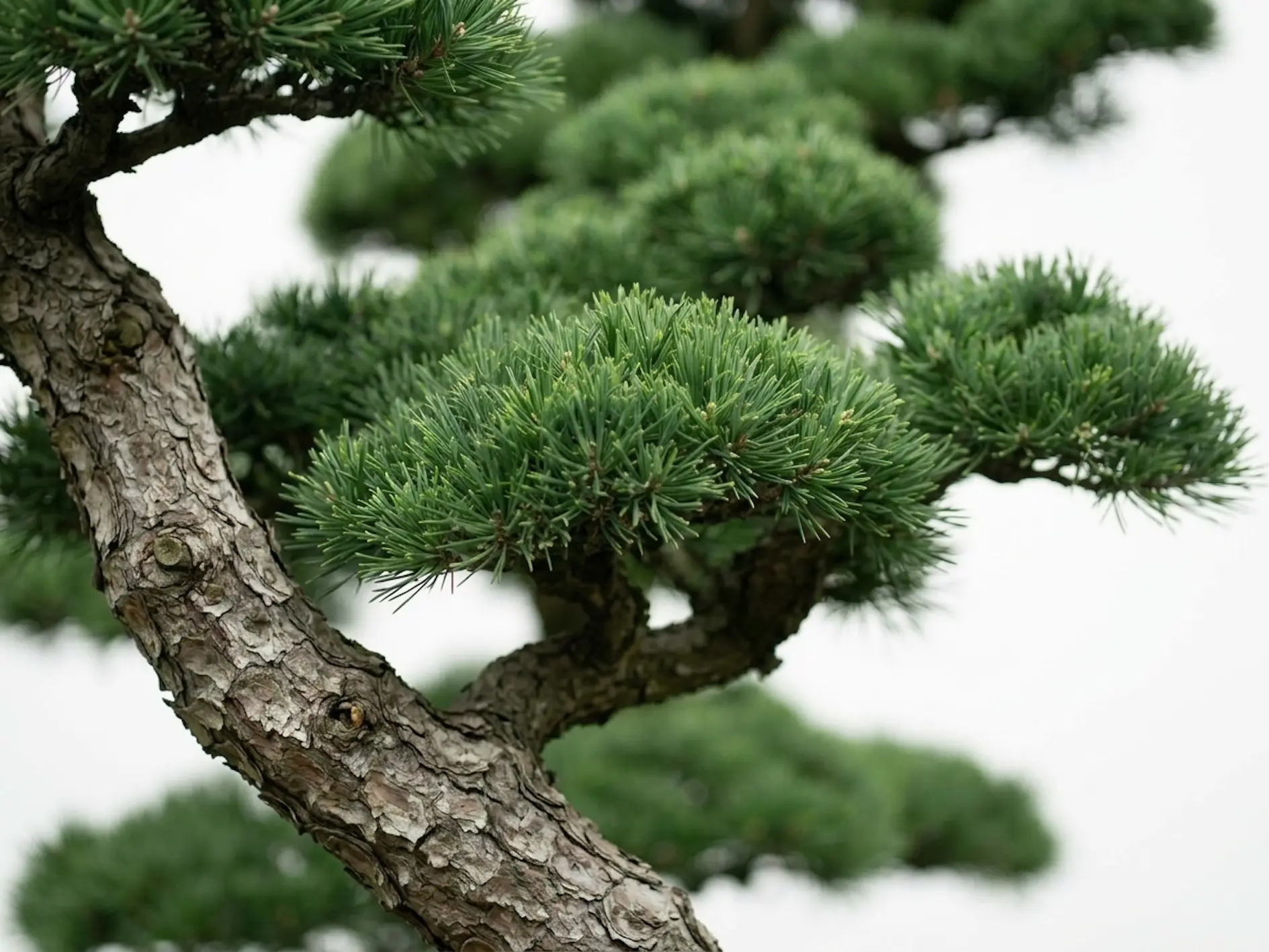Bonsai