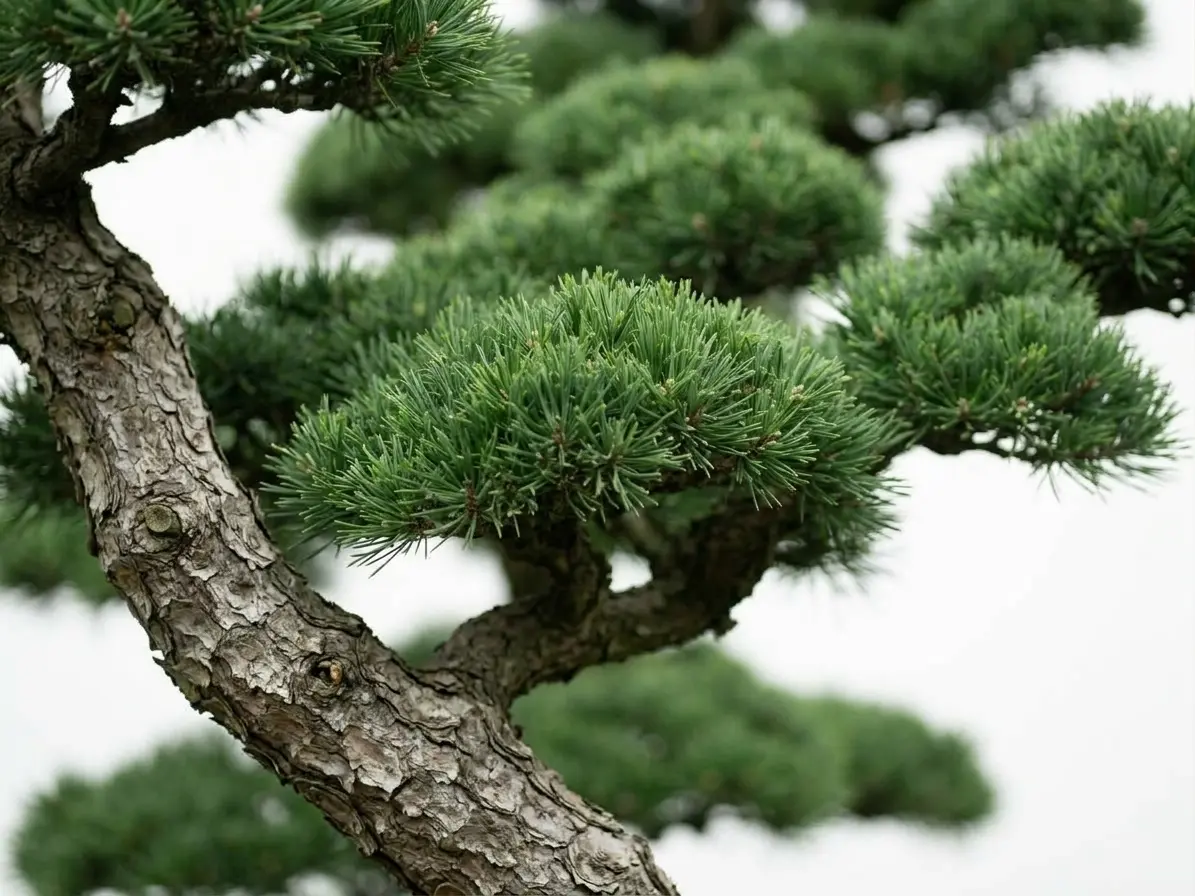 Bonsai