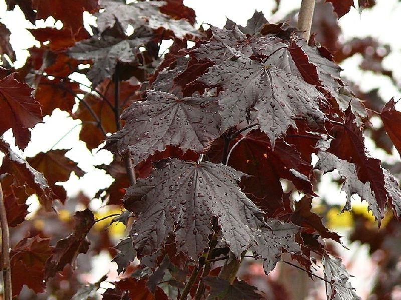 Acer platanoides 'Royal Red' (Klon pospolity 'Royal Red')