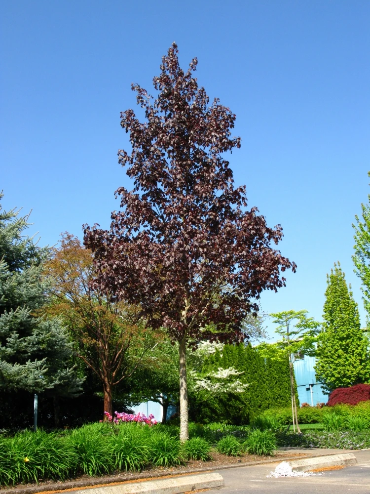 Acer platanoides 'Royal Red' (Klon pospolity 'Royal Red')