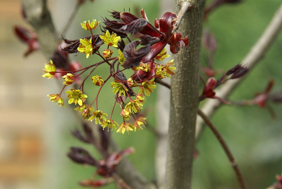 Acer platanoides 'Royal Red' (Klon pospolity 'Royal Red')