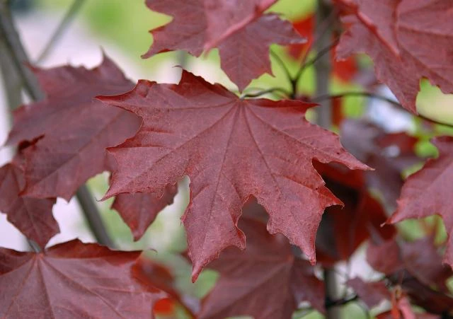 Acer platanoides 'Royal Red' (Klon pospolity 'Royal Red')