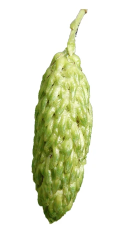 Betula utilis 'Doorenbos' (Brzoza pożyteczna 'Doorenbos')