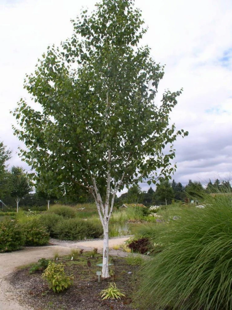 Betula utilis 'Doorenbos' (Brzoza pożyteczna 'Doorenbos')