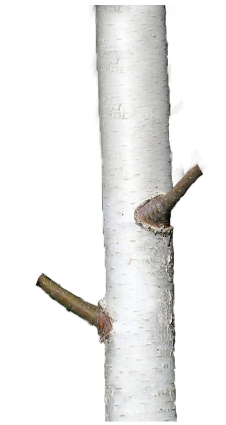 Betula utilis 'Doorenbos' (Brzoza pożyteczna 'Doorenbos')