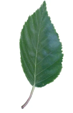 Betula utilis 'Doorenbos' (Brzoza pożyteczna 'Doorenbos')
