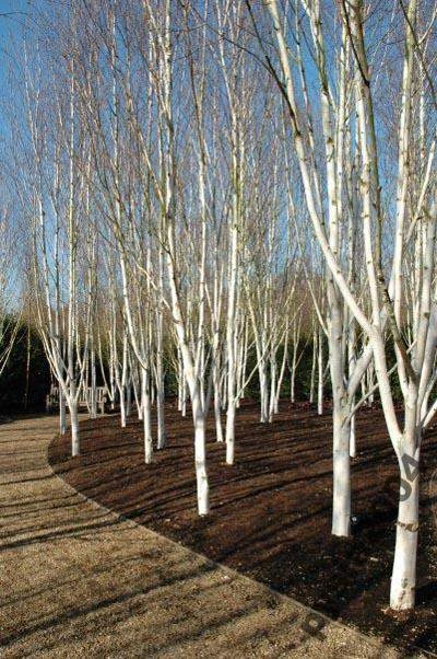 Betula utilis 'Doorenbos' (Brzoza pożyteczna 'Doorenbos')