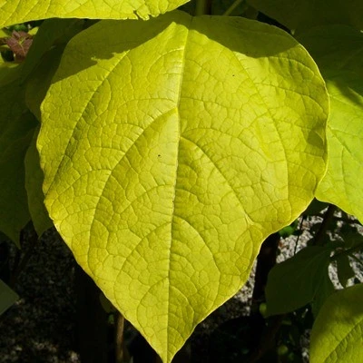 Catalpa bignonioides 'Aurea' (Surmia bignoniowa 'Aurea')