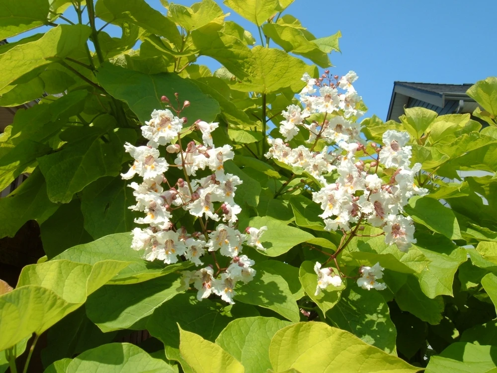 Catalpa bignonioides 'Aurea' (Surmia bignoniowa 'Aurea')