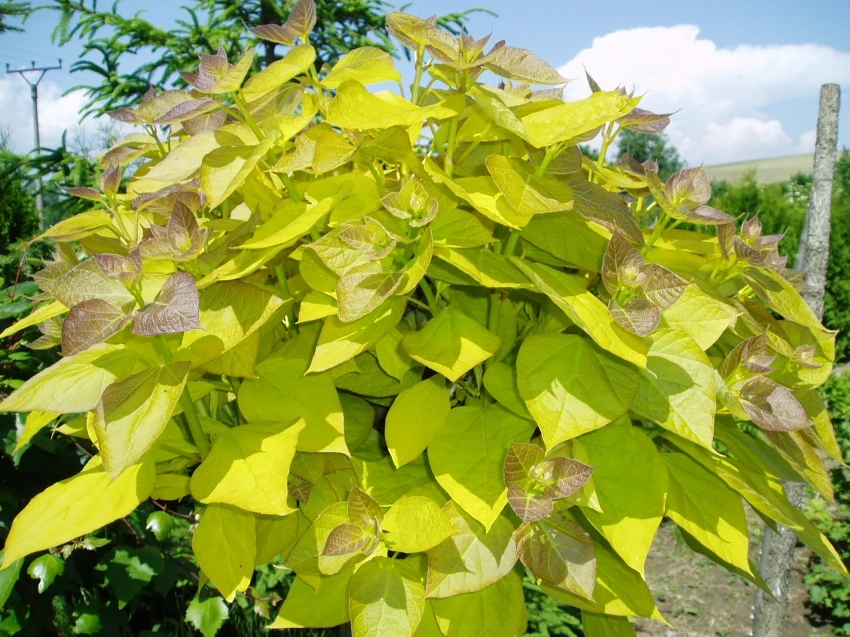 Catalpa bignonioides 'Aurea' (Surmia bignoniowa 'Aurea')