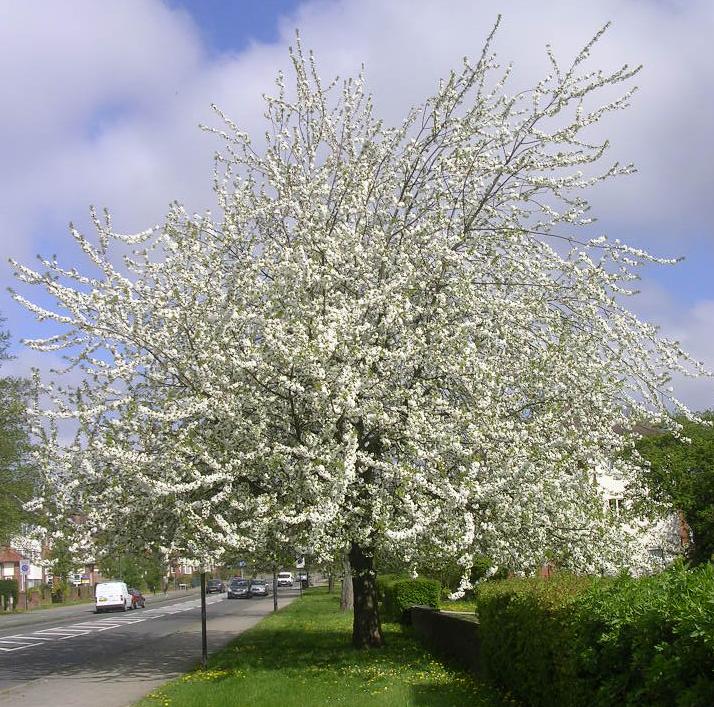 Crataegus chlorosarca 'Variegata' (Głóg zielonawy 'Variegata')