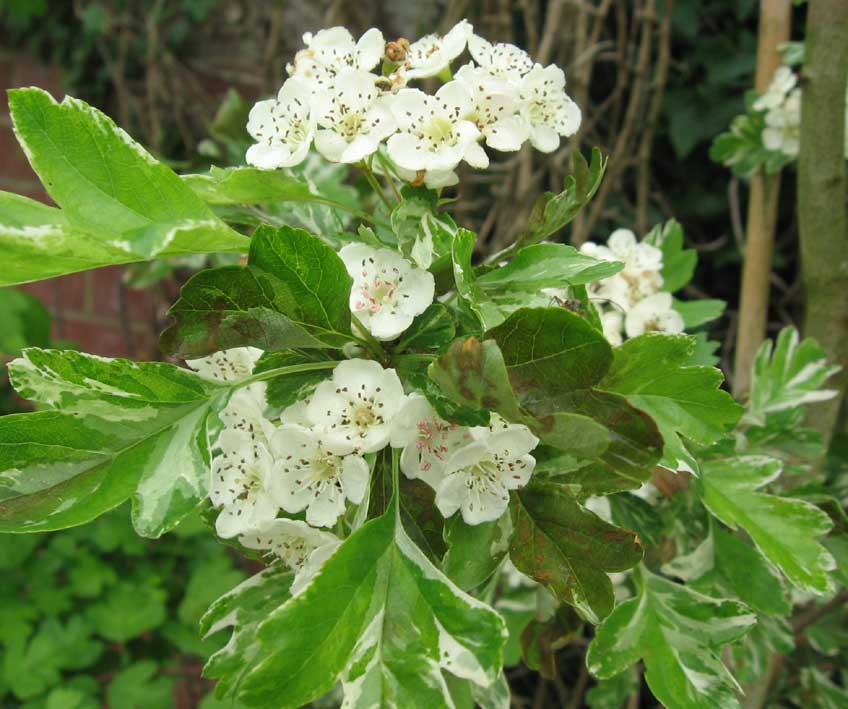 Crataegus chlorosarca 'Variegata' (Głóg zielonawy 'Variegata')