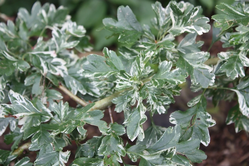 Crataegus chlorosarca 'Variegata' (Głóg zielonawy 'Variegata')