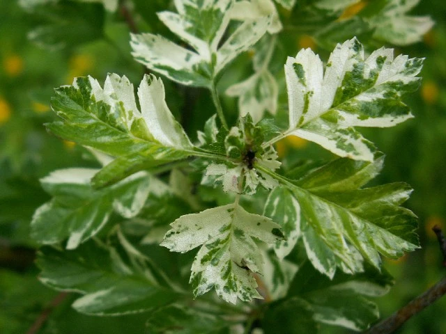 Crataegus chlorosarca 'Variegata' (Głóg zielonawy 'Variegata')