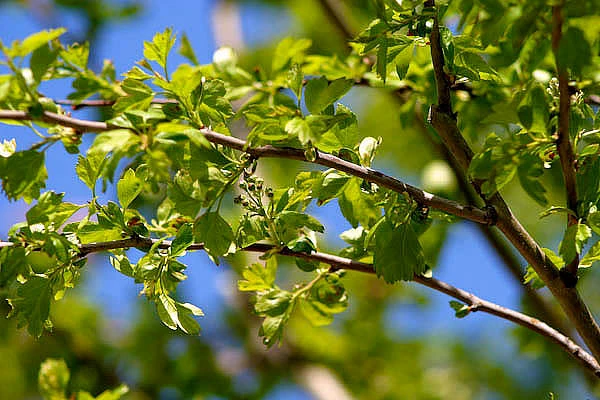 Crataegus ×media 'Paul's Scarlet' (Głóg pośredni 'Paul's Scarlet')