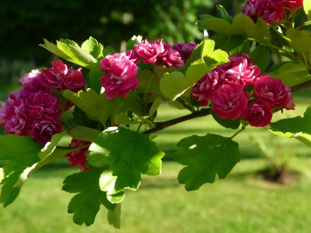 Crataegus ×media 'Paul's Scarlet' (Głóg pośredni 'Paul's Scarlet')
