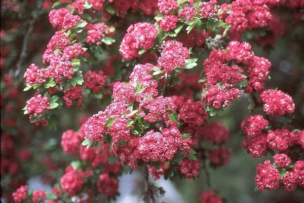 Crataegus ×media 'Paul's Scarlet' (Głóg pośredni 'Paul's Scarlet')