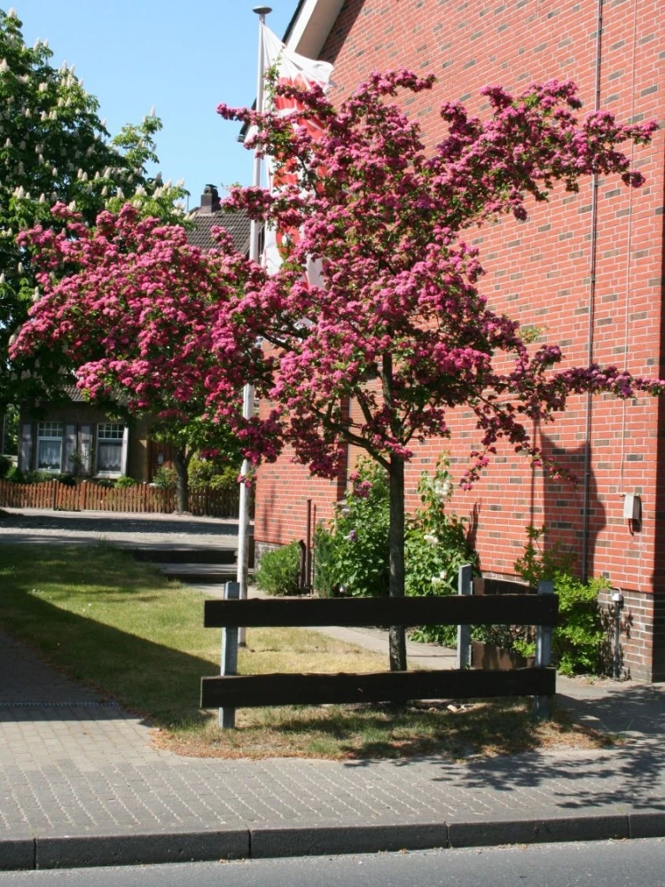 Crataegus ×media 'Paul's Scarlet' (Głóg pośredni 'Paul's Scarlet')