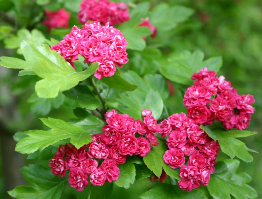 Crataegus ×media 'Paul's Scarlet' (Głóg pośredni 'Paul's Scarlet')