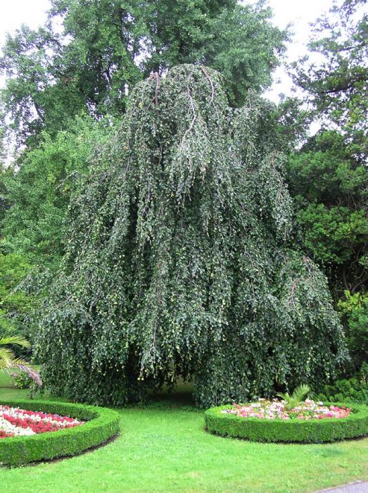 Fagus sylvatica 'Pendula' (Buk pospolity 'Pendula')
