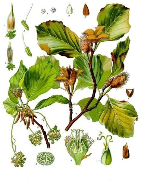 Fagus sylvatica 'Pendula' (Buk pospolity 'Pendula')