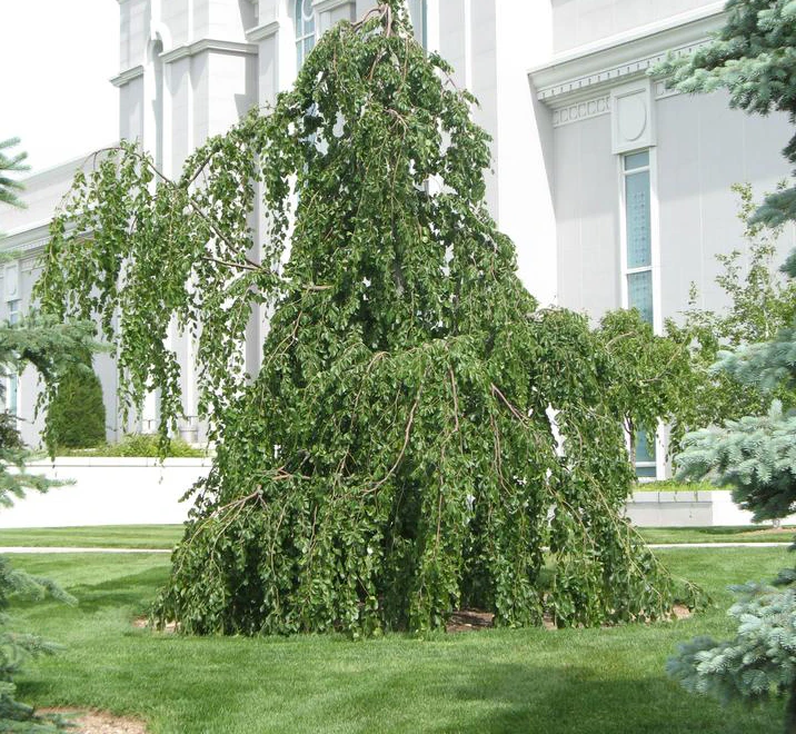 Fagus sylvatica 'Pendula' (Buk pospolity 'Pendula')