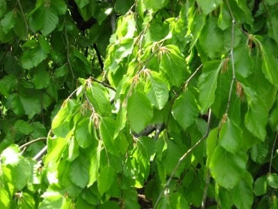 Fagus sylvatica 'Pendula' (Buk pospolity 'Pendula')