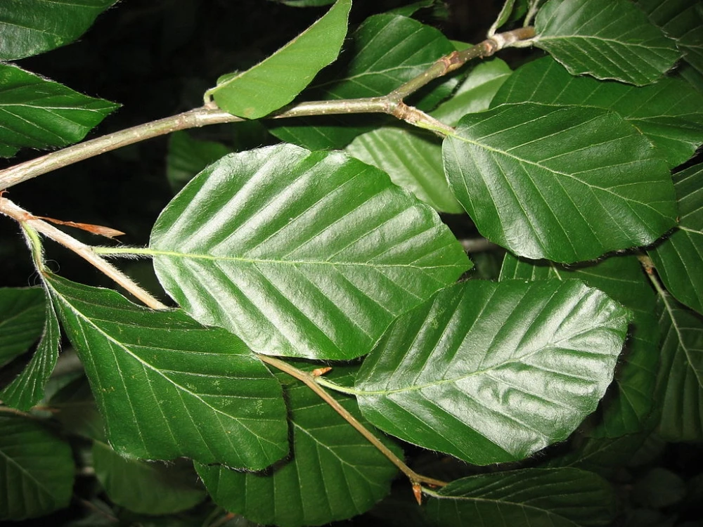 Fagus sylvatica 'Pendula' (Buk pospolity 'Pendula')