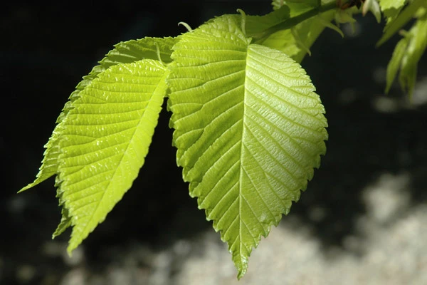 Ulmus glabra 'Lutescens' (Wiąz górski 'Lutescens')