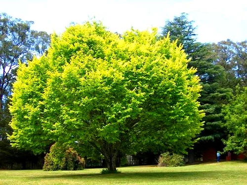 Ulmus glabra 'Lutescens' (Wiąz górski 'Lutescens')