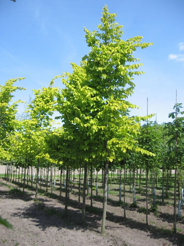 Ulmus glabra 'Lutescens' (Wiąz górski 'Lutescens')