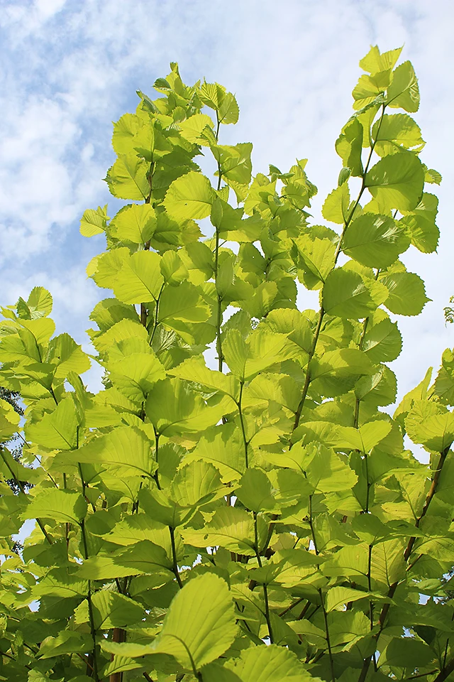 Ulmus glabra 'Lutescens' (Wiąz górski 'Lutescens')