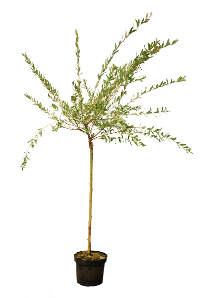 Salix integra 'Hakuro-nishiki' (Wierzba całolistna 'Hakuro-nishiki')