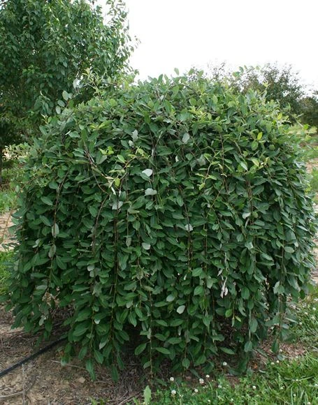 Salix caprea 'Kilmarnock' (Wierzba iwa 'Kilmarnock')