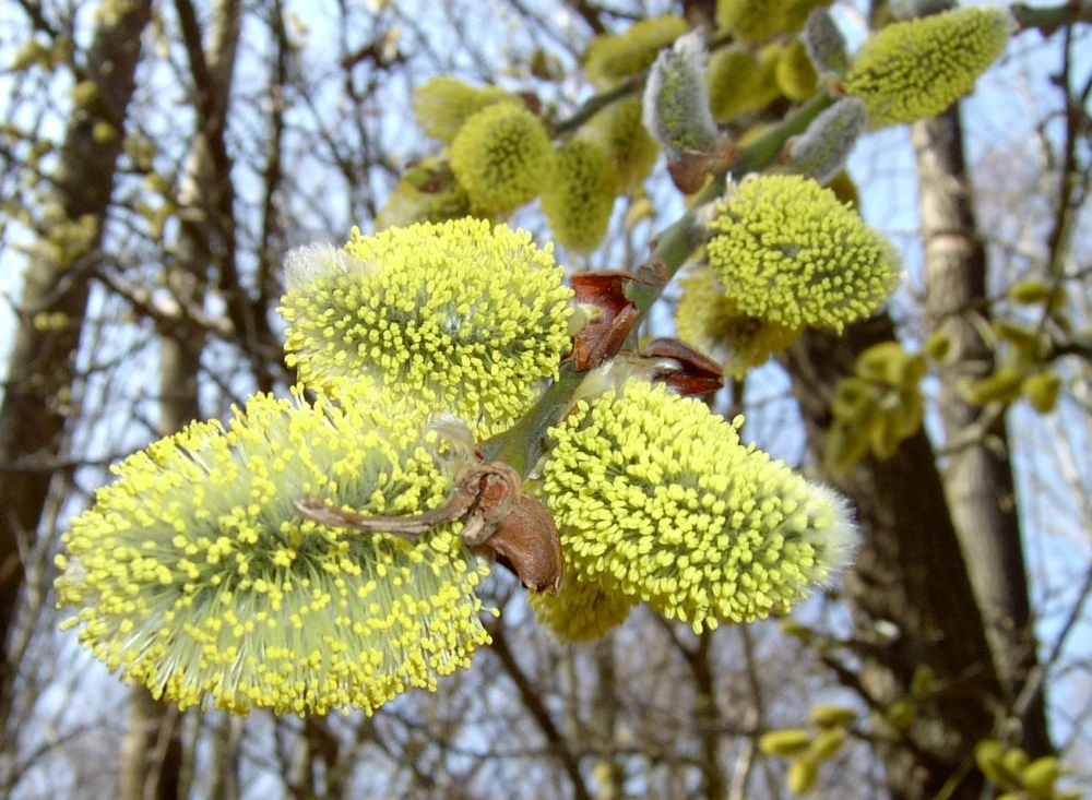 Salix caprea 'Kilmarnock' (Wierzba iwa 'Kilmarnock')