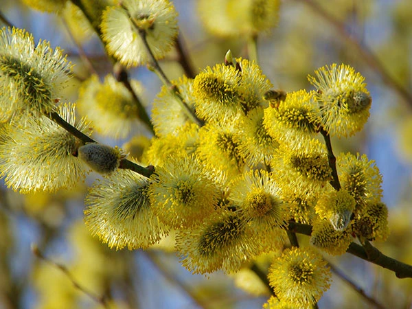 Salix caprea 'Kilmarnock' (Wierzba iwa 'Kilmarnock')