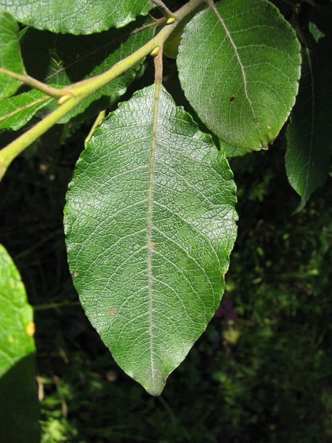 Salix caprea 'Kilmarnock' (Wierzba iwa 'Kilmarnock')