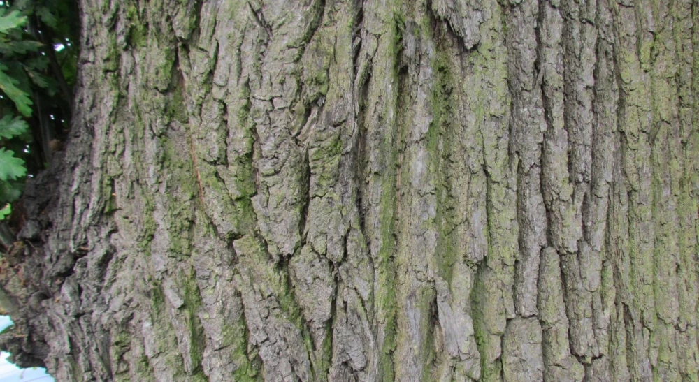 Quercus robur 'Fastigiata' (Dąb szypułkowy 'Fastigiata')
