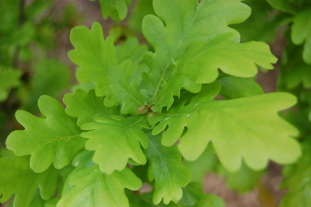 Quercus robur 'Fastigiata' (Dąb szypułkowy 'Fastigiata')