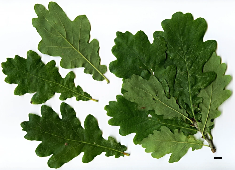 Quercus robur 'Fastigiata' (Dąb szypułkowy 'Fastigiata')